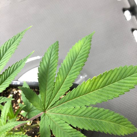 Purple Crash # 1 growlog timeline photo