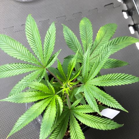 Purple Crash # 1 growlog timeline photo