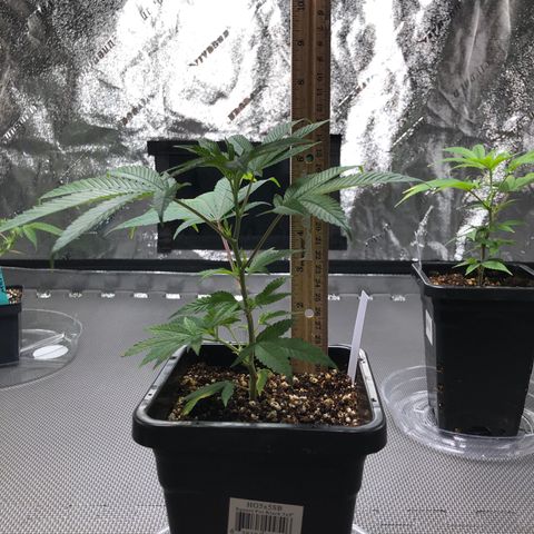 Purple Crash # 1 growlog timeline photo