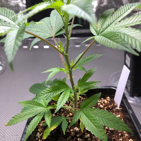 Purple Crash # 1 growlog timeline photo