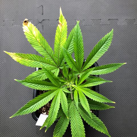 Purple Crash # 2 growlog timeline photo
