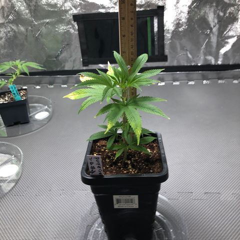 Purple Crash # 2 growlog timeline photo