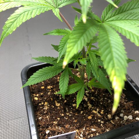 Purple Crash # 2 growlog timeline photo