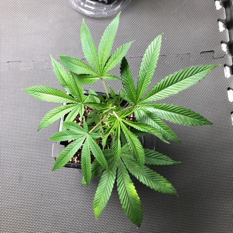 Purple Crash # 1 growlog timeline photo
