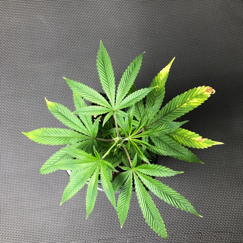 Purple Crash # 2 growlog timeline photo