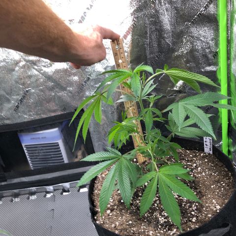 Purple Crash # 1 growlog timeline photo