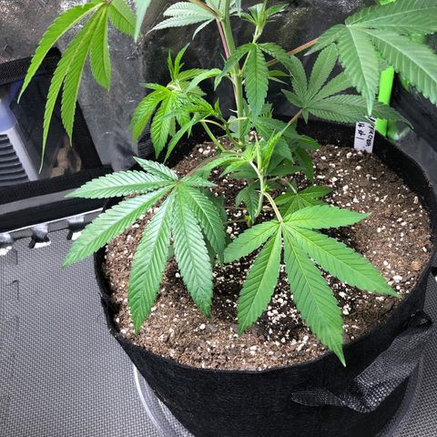 Purple Crash # 1 growlog timeline photo