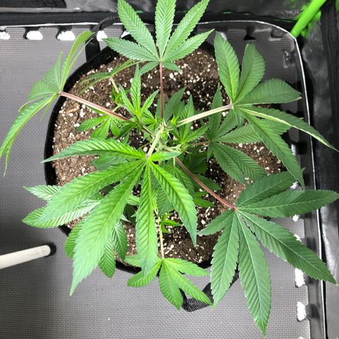 Purple Crash # 1 growlog timeline photo