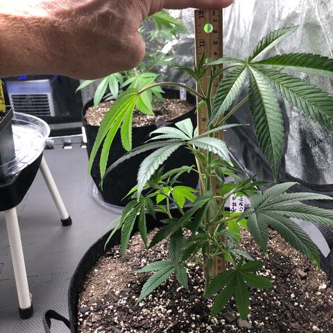 Purple Crash # 2 growlog timeline photo