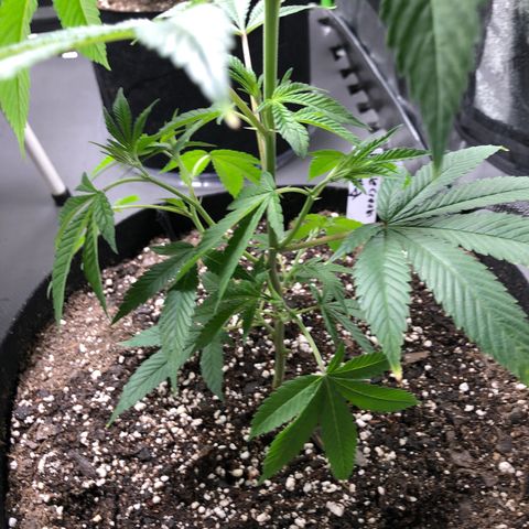 Purple Crash # 2 growlog timeline photo