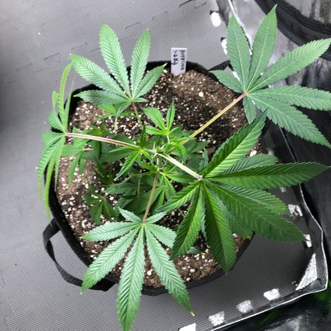 Purple Crash # 2 growlog timeline photo