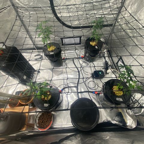 Hybrids growlog photo: Transfered to big tent