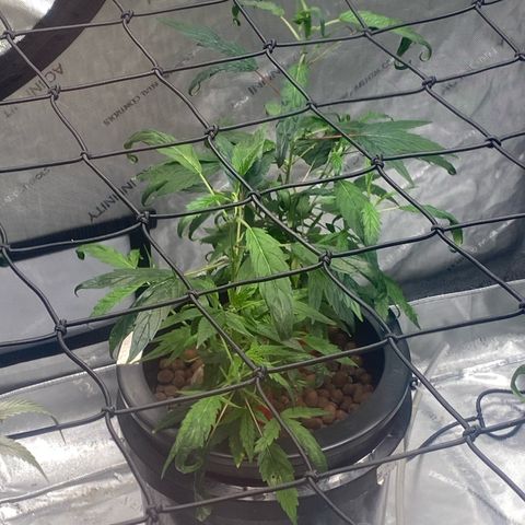 Hybrids growlog photo: One leaf cycle observed 