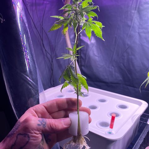 Slime growlog timeline photo