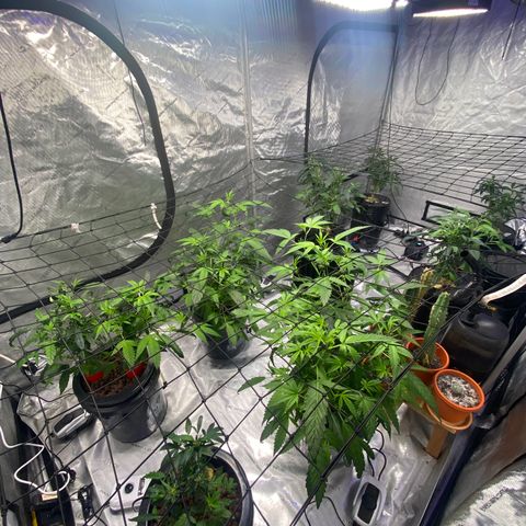 Hybrids growlog photo: 5 leaf observed 