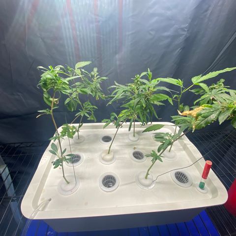 Slime growlog timeline photo