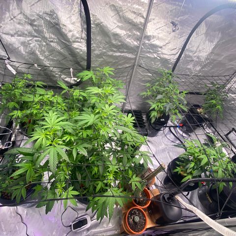 Hybrids growlog photo: Adjusted lighting to offset uneven grow to one side… 