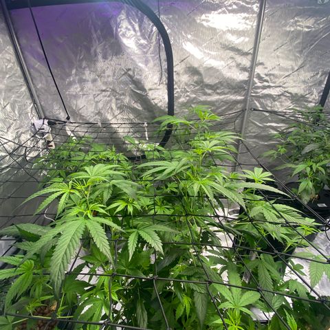 Hybrids growlog photo: Adjusted lighting to offset uneven grow to one side… 
