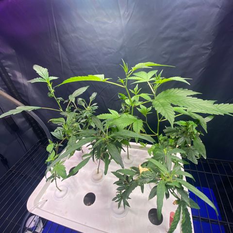 Slime growlog photo: Clones bouncing back in new bin, nice roots in bin 