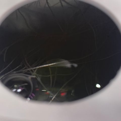 Slime growlog photo: Clones bouncing back in new bin, nice roots in bin 