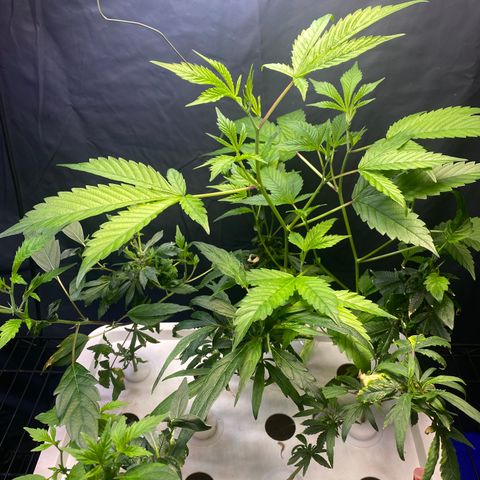 Slime growlog photo: 2 have bounced back most and ready for veg. However we are out of space so as experiment I may leave these to veg slow and use as moms until I make another tent for mid stage life veg life cycle or just as separate grow from the other hybrid moms now flowering 