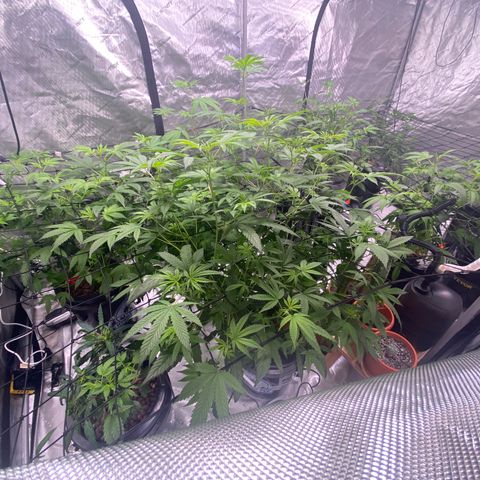 Hybrids growlog photo: Started flower cycle yesterday . 6/9 weeks to go 
