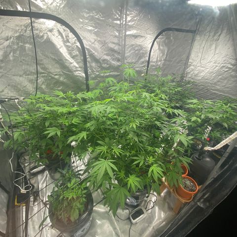 Hybrids growlog photo: Tent switched to flower and UV light removed 