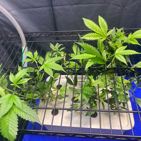 Slime growlog photo: Adjusted to allow slime to grow through racks. Looks like these are staying in here as moms for as long as possible under 20-24hr light. 