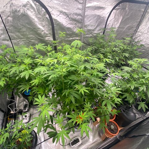Hybrids growlog photo: Changed water, cleaned floor, gave new flowering nutrients 