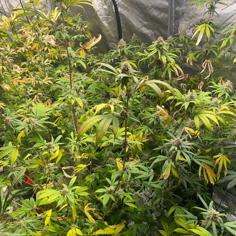 Hybrids growlog timeline photo