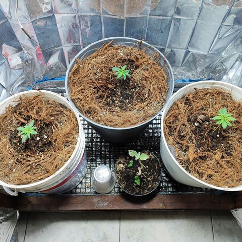 Buddha Purple Kush growlog timeline photo