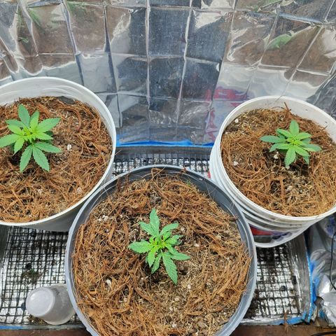 Buddha Purple Kush growlog photo: Nutriente vegetativo 
