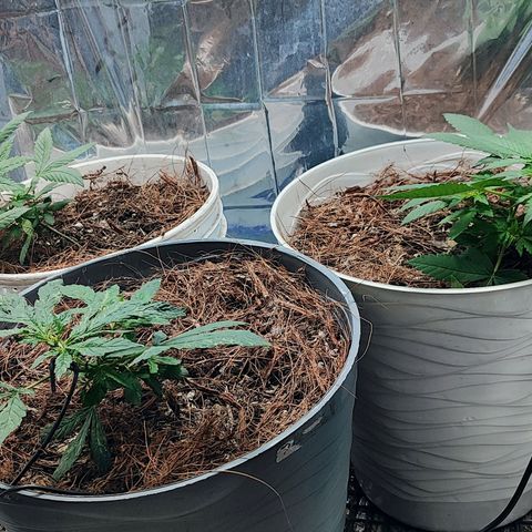 Buddha Purple Kush growlog photo: Nutrientes 