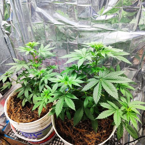 Buddha Purple Kush growlog photo: Sanas y hermosas