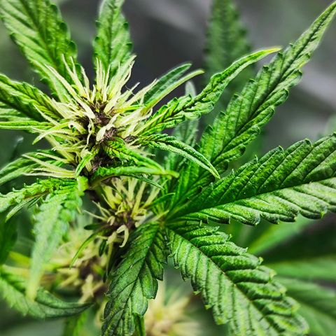 Buddha Purple Kush growlog photo: Segunda semana de Floración 