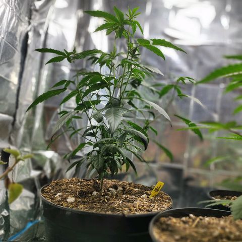 Buddha Purple Kush growlog timeline photo