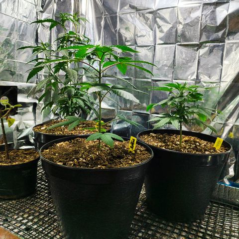 Buddha Purple Kush growlog timeline photo