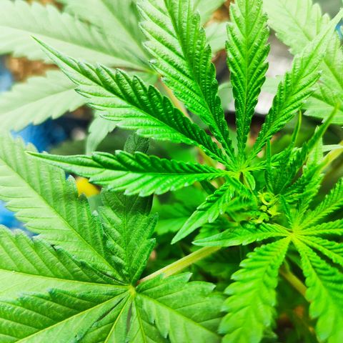 Buddha Purple Kush growlog timeline photo