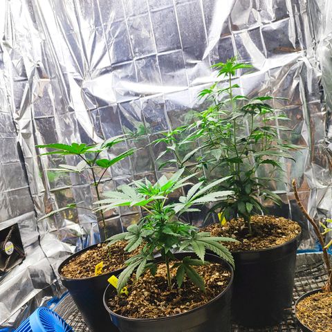 Buddha Purple Kush growlog timeline photo