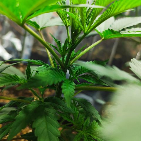 Buddha Purple Kush growlog timeline photo