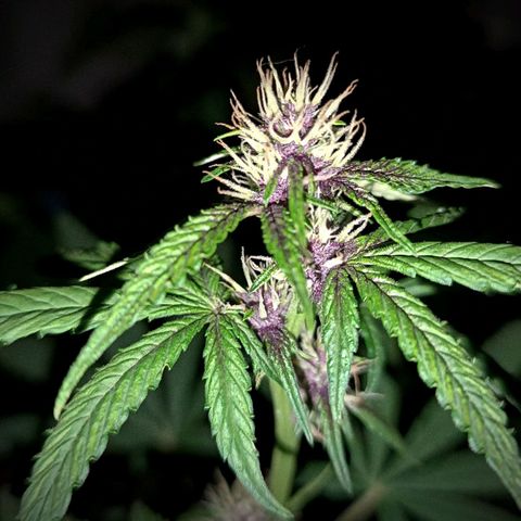 Buddha Purple Kush growlog timeline photo