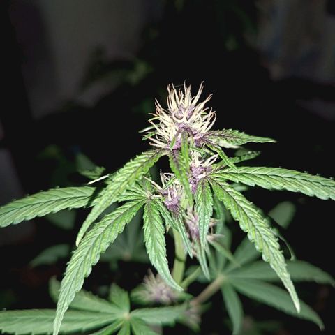 Buddha Purple Kush growlog timeline photo