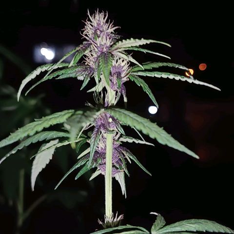 Buddha Purple Kush growlog timeline photo