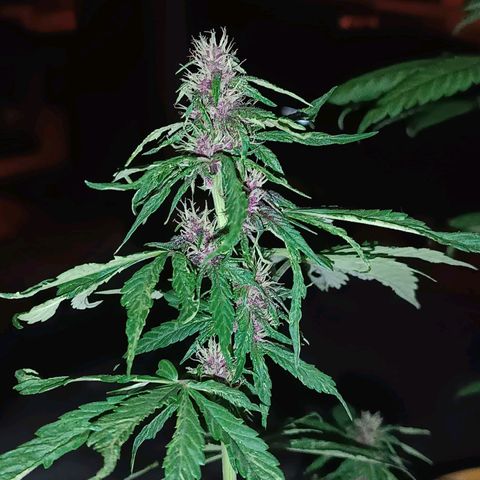 Buddha Purple Kush growlog timeline photo