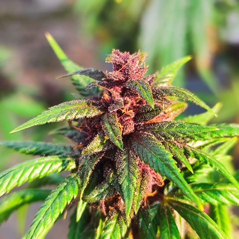 Buddha Purple Kush growlog timeline photo