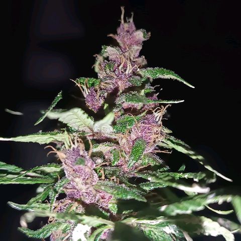 Buddha Purple Kush growlog timeline photo