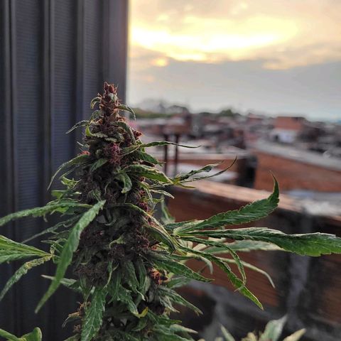 Buddha Purple Kush growlog timeline photo