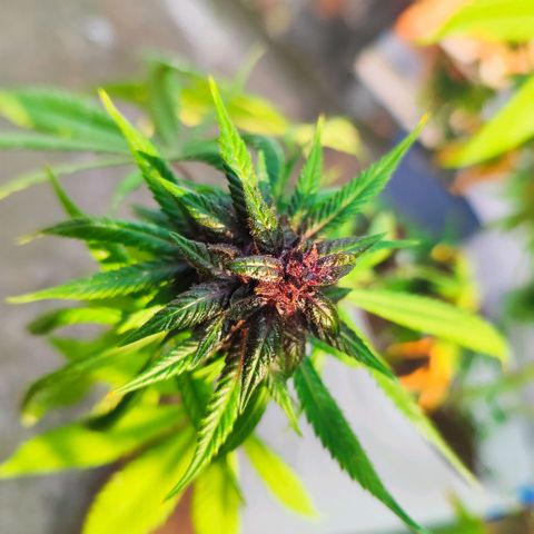 Buddha Purple Kush growlog timeline photo