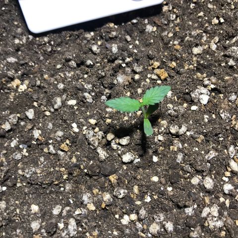 Joanne's CBD growlog timeline photo
