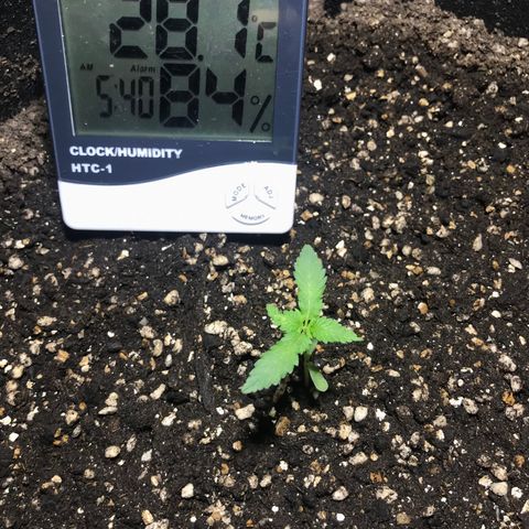 Joanne's CBD growlog timeline photo